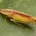 Two-spotted Leafhopper - Photo (c) solomon hendrix, some rights reserved (CC BY-NC), uploaded by solomon hendrix