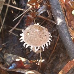 Melanophyllum haematospermum