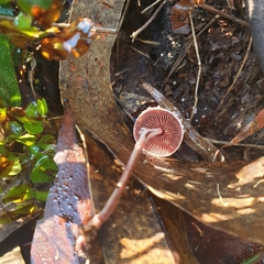 Melanophyllum haematospermum
