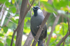 Pterorhinus chinensis