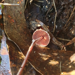 Melanophyllum haematospermum