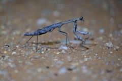 Coenomantis kraussiana