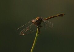 Paragomphus cognatus
