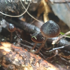 Mycena nargan
