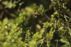 Paragomphus cognatus