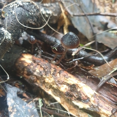 Mycena nargan