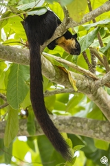 Ratufa bicolor