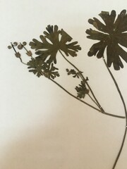 Geranium berteroanum