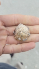 Dallocardia muricata