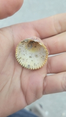 Dallocardia muricata