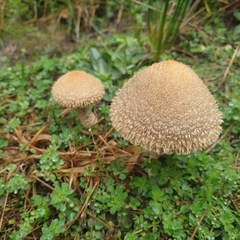 Lacrymaria asperospora