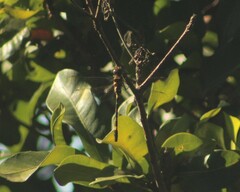 Phyllomacromia picta