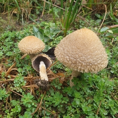 Lacrymaria asperospora