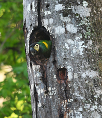 Primolius auricollis