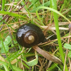Victaphanta compacta