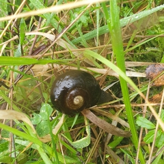 Victaphanta compacta