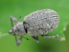 Liophloeus tessulatus