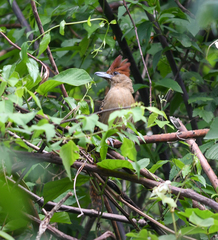 Batara cinerea