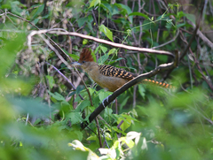 Batara cinerea
