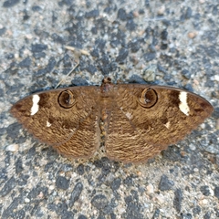 Erebus hieroglyphica