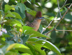 Batara cinerea