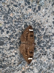 Erebus hieroglyphica