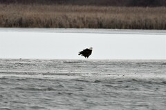 Haliaeetus leucocephalus