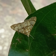 Nosophora