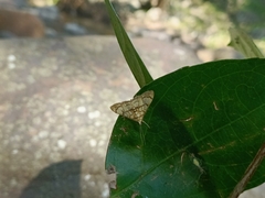 Nosophora