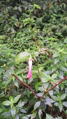 Centropogon cornutus