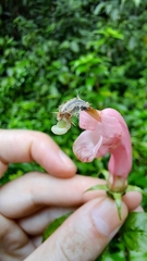 Centropogon cornutus