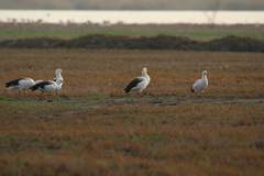 Oressochen melanopterus