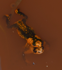 Melanophryniscus rubriventris