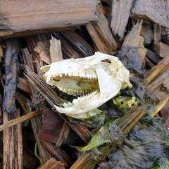 Pseudocheirus peregrinus