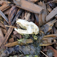 Pseudocheirus peregrinus