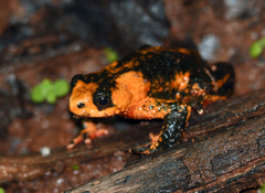 Melanophryniscus rubriventris