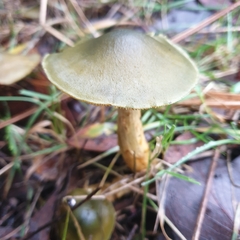 Cortinarius austrovenetus
