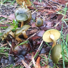 Cortinarius austrovenetus