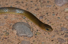 Paraphimophis rusticus