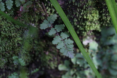 Cheilanthes hypoleuca