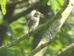 Cisticola fulvicapilla