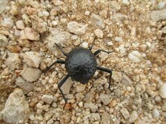 Physosterna cribripes
