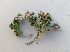 Trifolium tomentosum