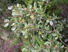 Rhamnus glandulosa image