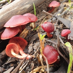 Tubaria rufofulva