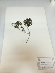 Geranium berteroanum