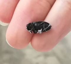 Episcapha quadrimacula