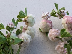 Trifolium tomentosum