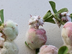 Trifolium tomentosum