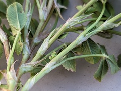 Trifolium tomentosum